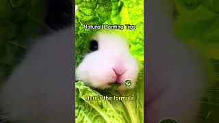 A recipe for high Cabbage yields vegetables shortvideo plants youtubeshorts viralvideo [upl. by Aninay]