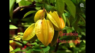 El Árbol de Carambola La fruta Estrella Propiedades y beneficios Germinar Carambola [upl. by Lombardi]