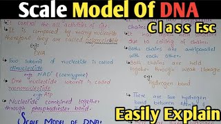 DNA Structure  Watson And Crick Model  Class 11 Biology [upl. by Yorker]