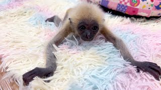 Extraordinary Nwbrn Gibbon With A Long Arm Taking Daydream Nap On A Cozy Fur Mattress [upl. by Gilba313]