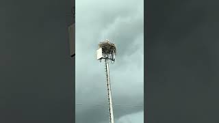 StorchenNest auf Mobilfunkmast [upl. by Jilli]