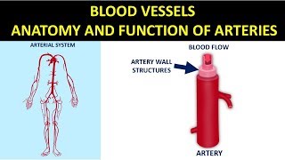 Blood Vessels  Anatomy and Function of Arteries [upl. by Collin]