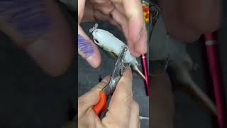 I found an electric lure fishingvideo lurefishing bigfishing baitcaster silure fishing [upl. by Schreib738]