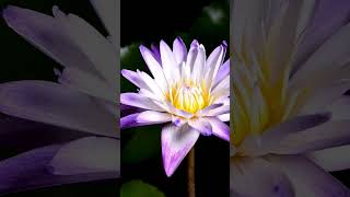 Blooming Water Lily Timelapse flowers timelapes beautifultimelapse [upl. by Yetnom]