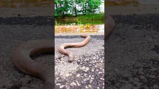 Red Sand Boa Eryx johnii commonly called the Indian Sand Boa is a nonvenomous Snake [upl. by Willetta]