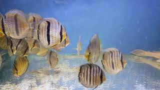 Symphysodon discus Heckel Blue FaceBlue Head WILD Symphysodon tarzoo Nanay Red Spotted WILD [upl. by Allerbag]