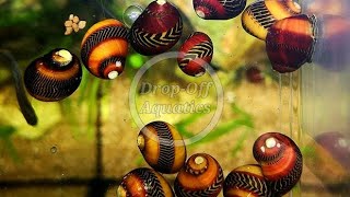 Red Racer Nerite Snails Rare snails for Aquariums [upl. by Eitisahc]