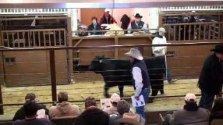 2011 Limousin Association of Wisconsin State Sale [upl. by Michelina]