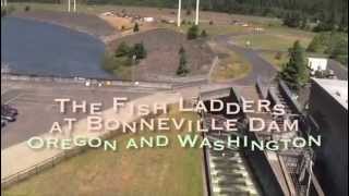 The Fish Ladders at Bonneville Dam [upl. by Nahshun]