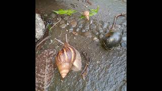 THREE TYPES IN THREE DIFFERENT SIZES mollusks snail goldensnail gardenlife waterpond garden [upl. by Mccreary]