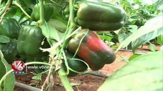 KCR Farm House  Doing Wonders In Agriculture Sector  V6 News [upl. by Ellenaej]