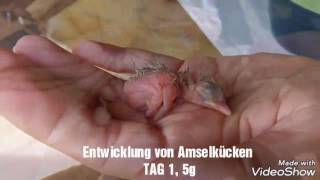 Entwicklung Amsel Tag 1 9 [upl. by Morly]