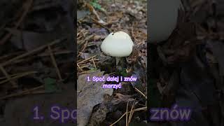 Rodzinne grzybobranie spacer 🍄🍂🌳🌲 las rodzina grzyby spacer jesień październik grzyby2024 🍄 [upl. by Garin]