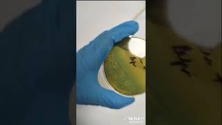 biologie science calibrations laboratory اكسبلور مخبري photography tube video workout [upl. by Ajar]