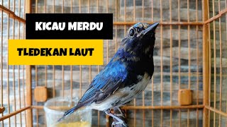 BURUNG TLEDEKAN LAUT GACOR  SULINGAN LAUT GACOR  TLEDEKAN GACOR  TLEDEKAN GUNUNG  TLEDEKAN BAKAU [upl. by Yentihw]