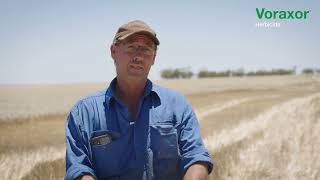 Voraxor grower experience  Gerard Rowe Mullewa WA [upl. by Aetnahc]