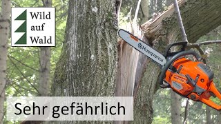 🌲Baumfällung extrem gefährliches Sturmholz  extremely dangerous tree felling with 550 Mark 2 [upl. by Bonnes]