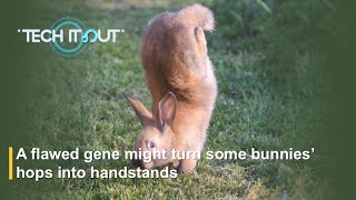 A flawed gene might turn some bunnies’ hops into handstands [upl. by Leo]