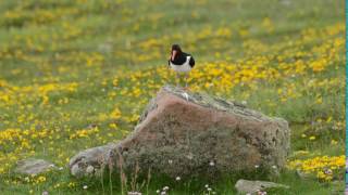 What does an oystercatcher sound like [upl. by Eecyaj]