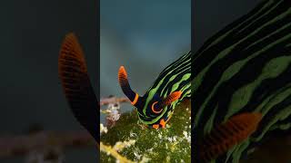 Nembrotha shapes and colours nudibranch seaslug underwater bugdreamer [upl. by Leroy]