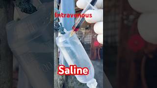 Intravenous infusion  IV  Saline  saline  goat Diarhha intravenousfluid intravenousinjection [upl. by Floridia620]