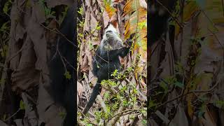 Colobus Monkey Enjoys Veggies  Primate Kingdom in Nature 🌿🐒 [upl. by Gil]