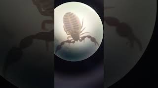 Who Is This Funny Creature Pseudoscorpion Arachnida It is 20 mm Size Under Microscope [upl. by Trauner]