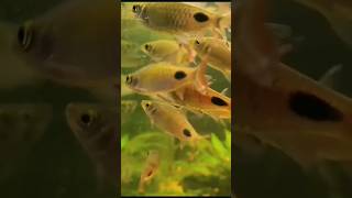 இதுதான் Filament barb Dawkinsia filamentosa 🇮🇳 Native fish aquariumfish shorts youtubeshorts [upl. by Gupta354]