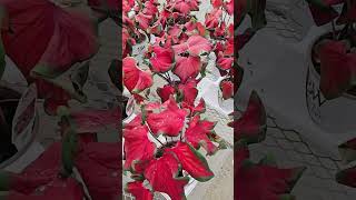 🎁 Christmas Caladiums™ are here [upl. by Erhard]