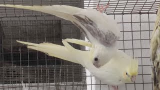 YE KIYA HO GAYA   african love bird ki egg kharab ho gaye  rainbow budgies ne kardi breed [upl. by Marshall]