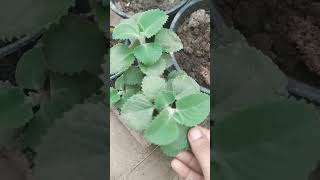 Ajwain plant shortstrending shortsvideo plants [upl. by Findley]