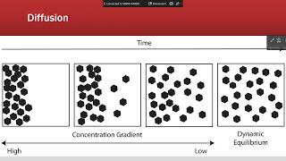 Osmosis and Diffusion in Physiology 2024 [upl. by Aynotal]