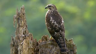 Broadwinged Hawk and its Call [upl. by Tnilc]