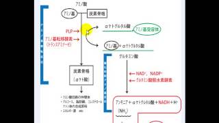 ＊動画授業（アミノ酸・たんぱく質の代謝）（10分27秒） [upl. by Monika]