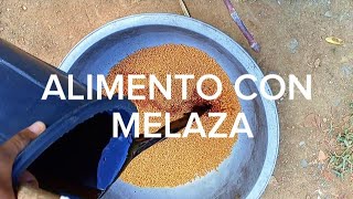 ALIMENTO CON MELAZA Acuicultura3jo [upl. by Aremmat600]