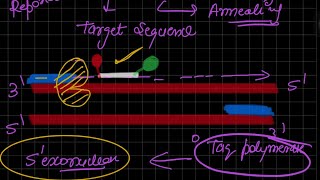 Taq Man Assay Real time PCR [upl. by Gulgee626]