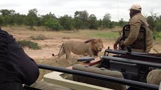 Two Minute Tuesday 127 Lions In Africa [upl. by Fabian415]