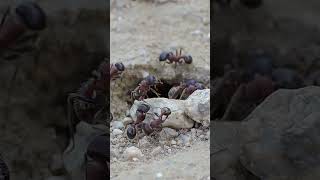 Desert Harvester AntsPogonomyrmex Rugosus [upl. by Ennaylime]