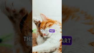 Cat ear infection treatment home remedies for cat ear infection ear mites infection treatment [upl. by Acirrehs987]