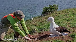 Royal AlbatrossQuarry Track chick weighed 1140 am 20220830 [upl. by Waylan]