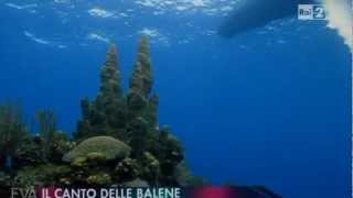 Canto delle balene [upl. by Sdlonyer]