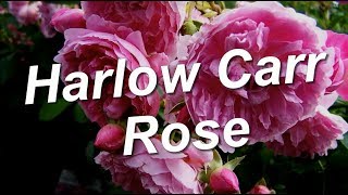 Harlow Carr Rose [upl. by Aynom64]