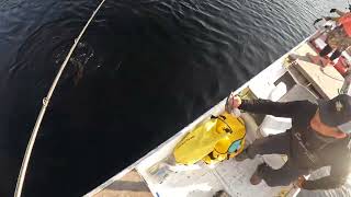 CHAMA NA HÉLICE  DEPOIS MEIA AGUA NO TUCUNARÉ BORBOLETA [upl. by Aehsa]