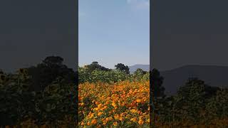 Campos de cempasúchil en Copándaro de Galeana  Michoacán  México  Día de muertos 2024 [upl. by Shuler]