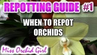 Complete guide to repotting Orchids Part 1  When to repot Orchids [upl. by Hildegard]