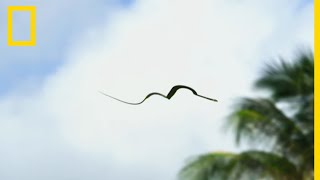 Le serpent volant spécialiste du vol plané entre les arbres [upl. by Ailgna]