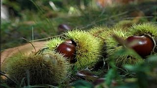 La raccolta e la conservazione delle castagne [upl. by Intihw]