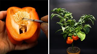 Red Bell Pepper Time Lapse  Seed To Fruit in 115 Days [upl. by Ynner]