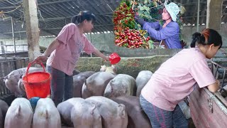 Farmgiant pig grows fast and girl journeys to harvest red gold across the valley [upl. by Tihom277]