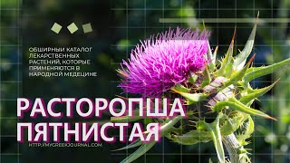 Расторопша пятнистая Silybum marianum [upl. by Erdnua938]